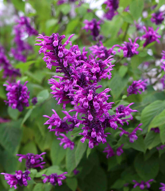 Salvia purpurea - Lavender Lace Annie's Annuals Annie's Annuals and Perennials