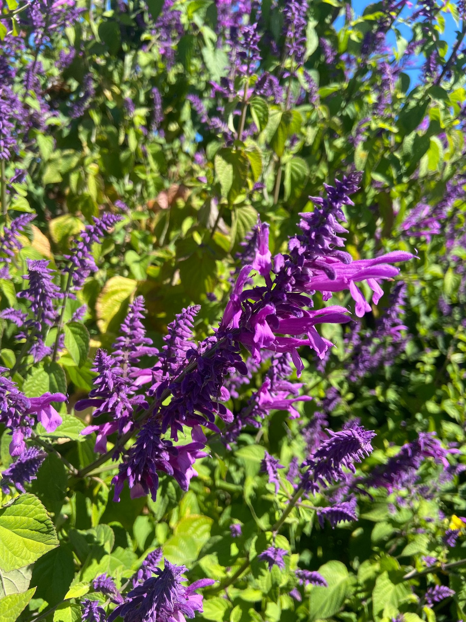 Salvia purpurea - Lavender Lace Annie's Annuals Annie's Annuals and Perennials