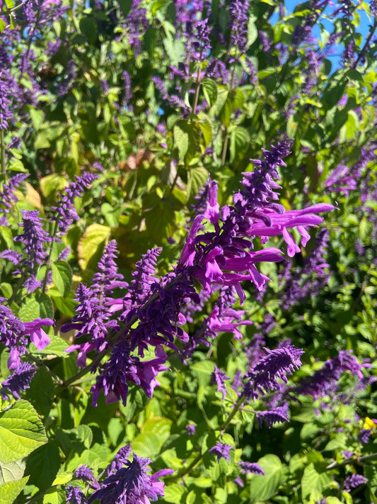 Salvia purpurea - Lavender Lace Annie's Annuals Annie's Annuals and Perennials
