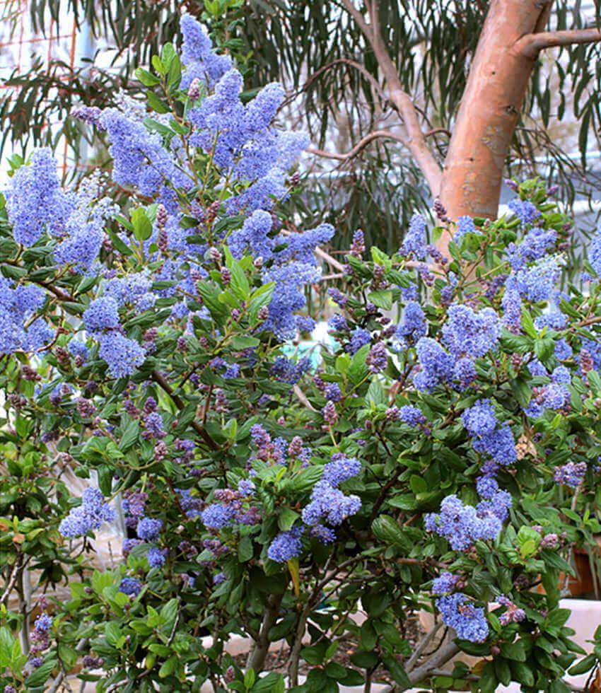 Ceanothus - Ray Hartman