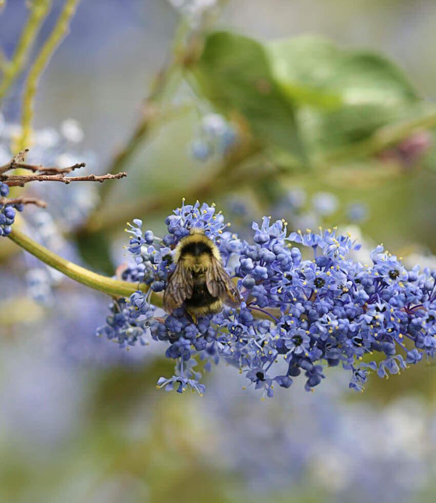 Ceanothus 'Ray Hartman' | California Lilac Shrub | Annie's Annuals