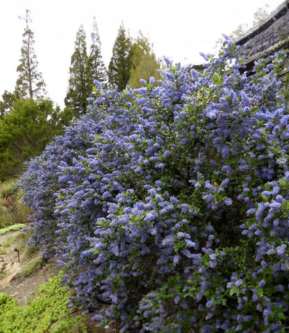 Ceanothus - Ray Hartman