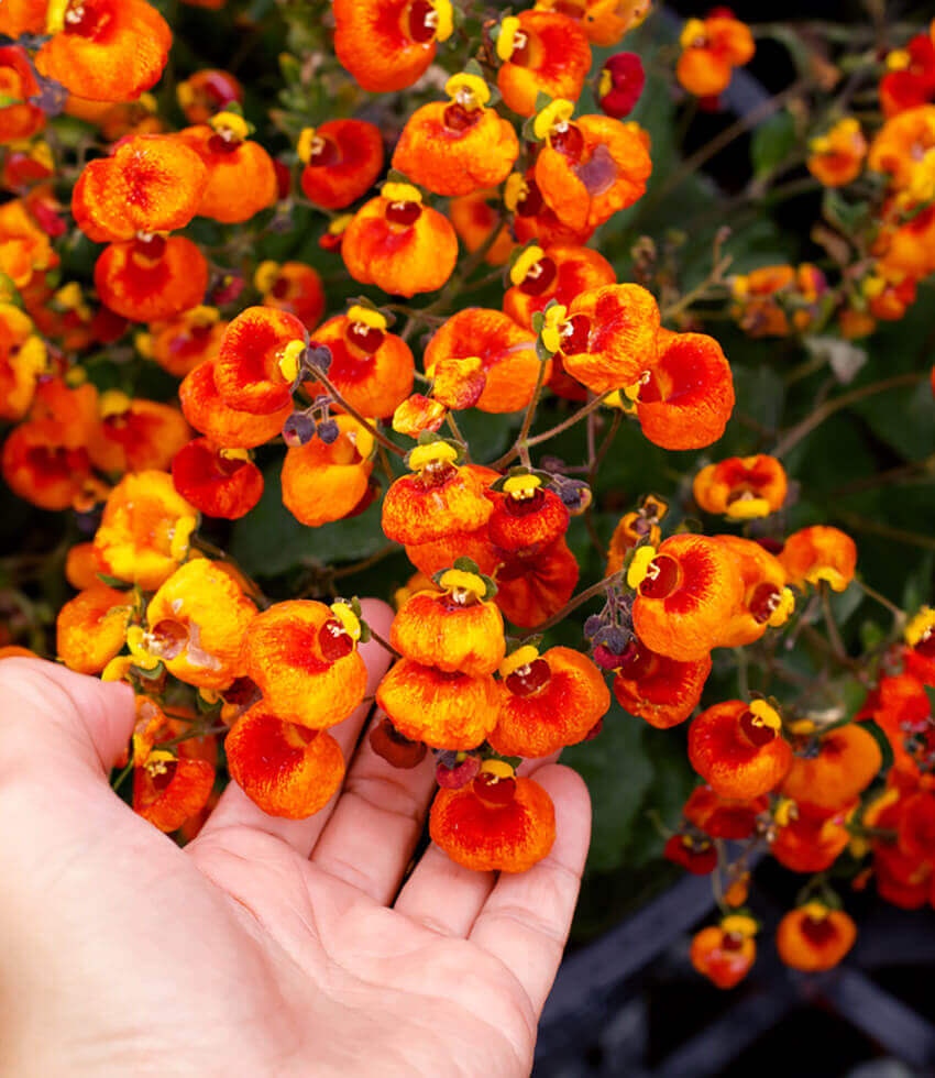 Calceolaria hybrida - Sunset Orange Bicolor Annie's Annuals Annie's Annuals and Perennials