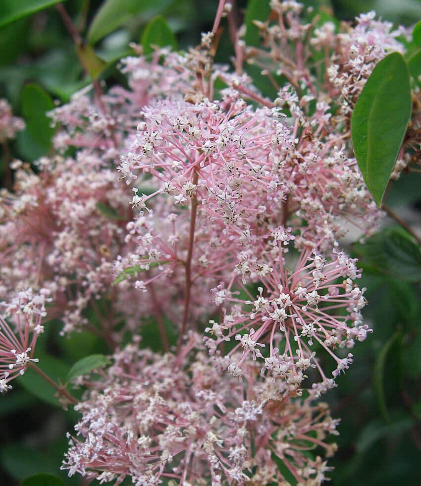Ceanothus X Pallidus - Marie Simon Annie's Annuals Annie's Annuals and Perennials