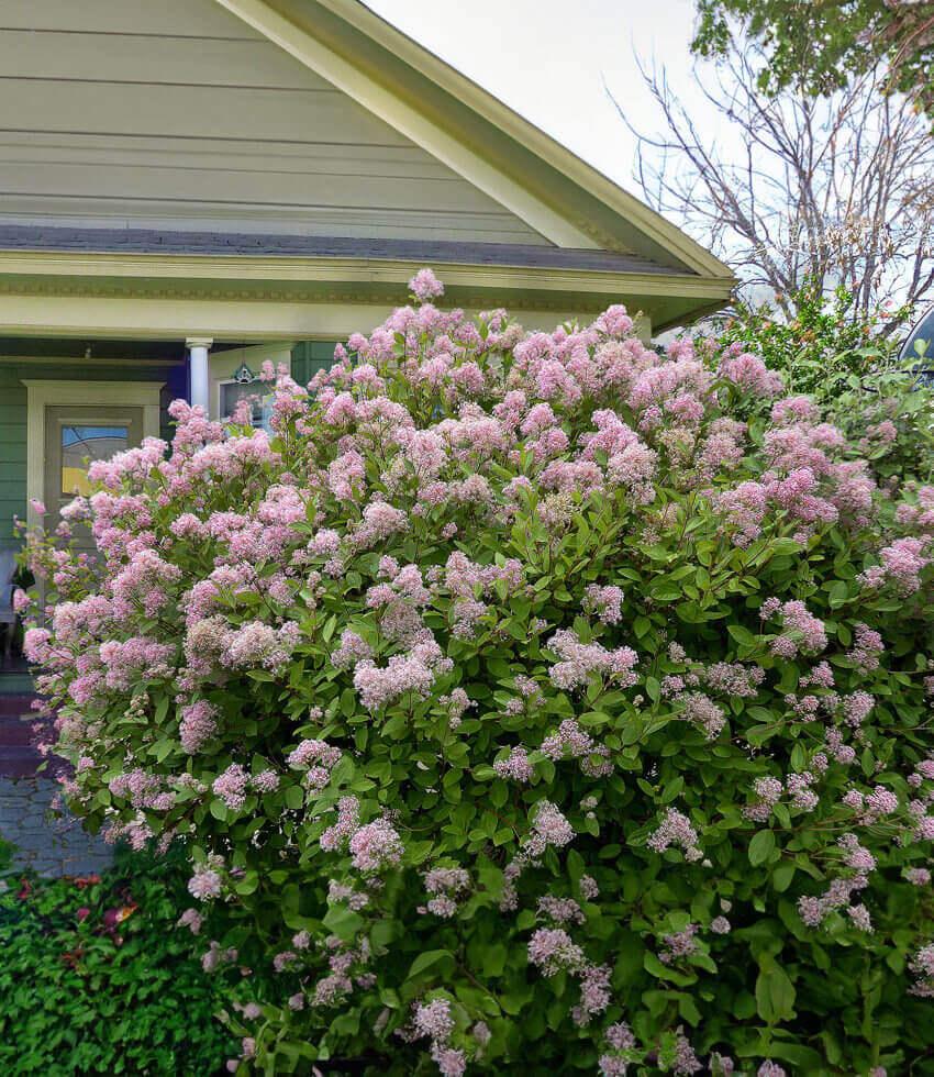 Ceanothus X Pallidus - Marie Simon Annie's Annuals Annie's Annuals and Perennials