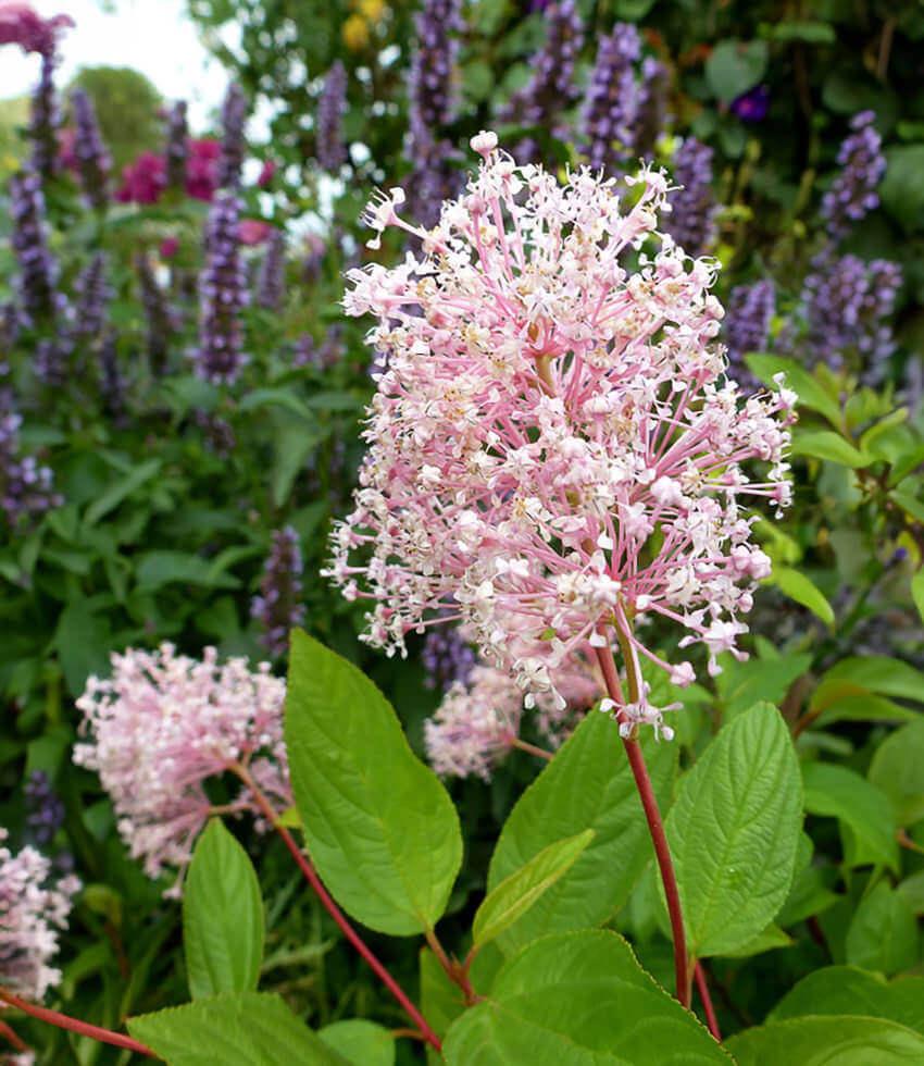 Ceanothus X Pallidus - Marie Simon Annie's Annuals Annie's Annuals and Perennials