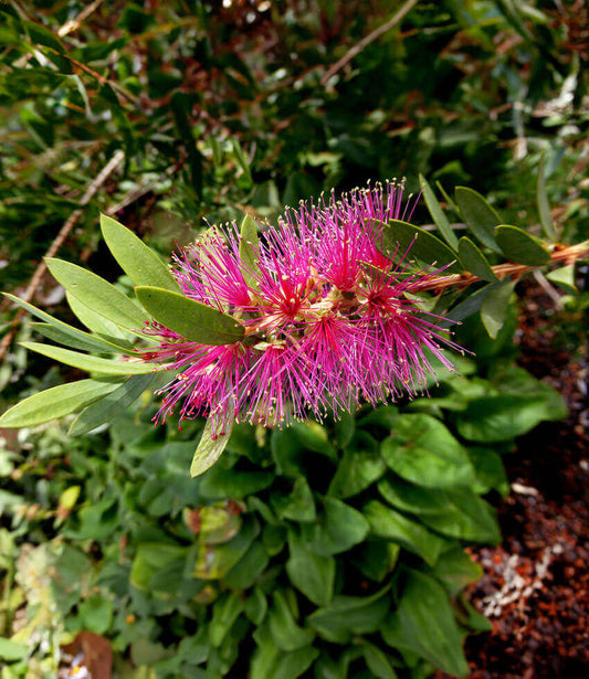 Callistemon violaceus Annie's Annuals Annie's Annuals and Perennials