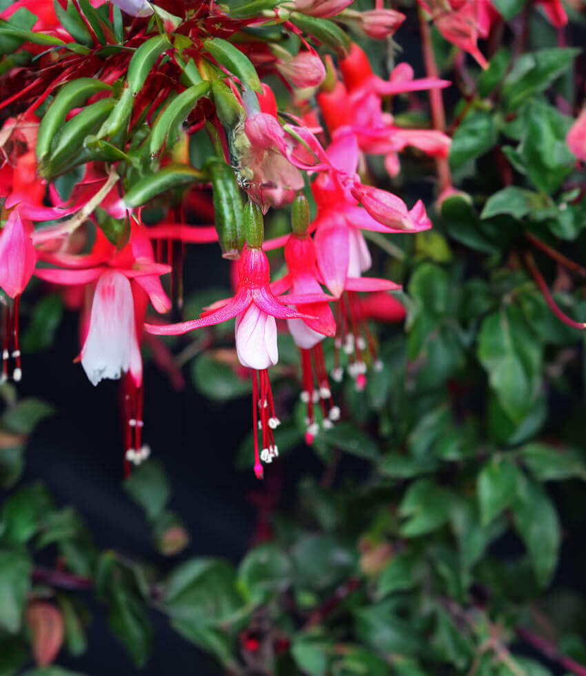 Fuchsia - Ruddy Rodney Annie's Annuals Annie's Annuals and Perennials