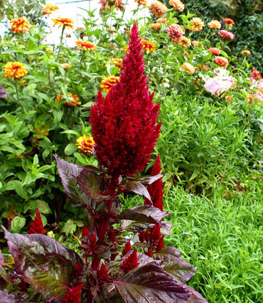 Celosia argentea - Sunday Wine Red Annie's Annuals Annie's Annuals and Perennials