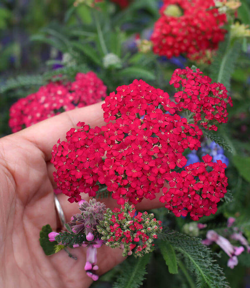 Achillea Millefolium - Red Velvet Annie's Annuals Annie's Annuals and Perennials