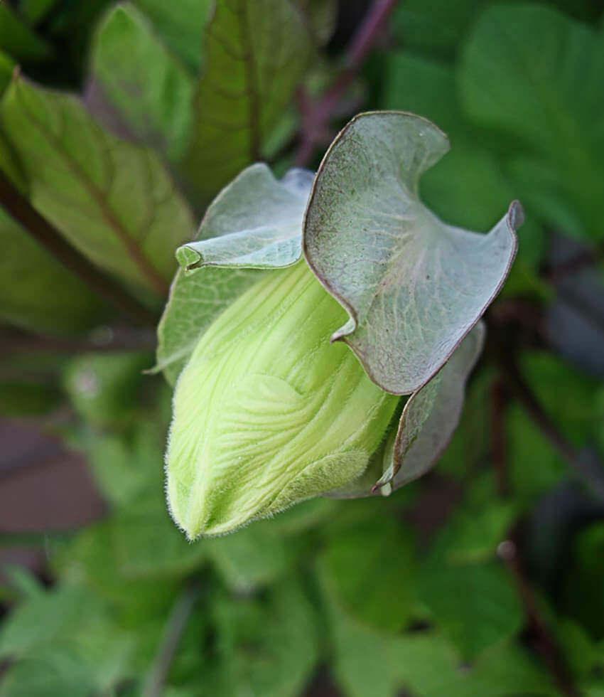 Cobaea scandens - Cup & Saucer Vine