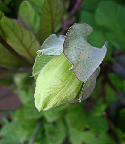 Cobaea scandens - Cup & Saucer Vine