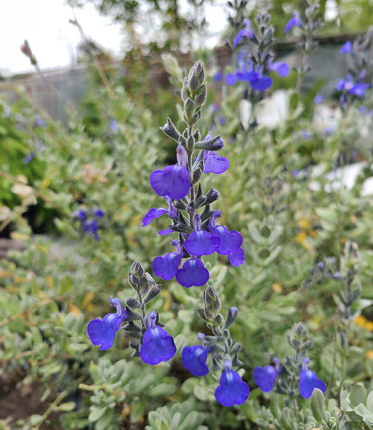 Salvia chamaedryoides Annie's Annuals Annie's Annuals and Perennials
