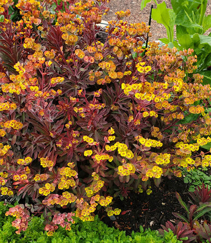 Euphorbia - Miner's Merlot Annie's Annuals Annie's Annuals and Perennials