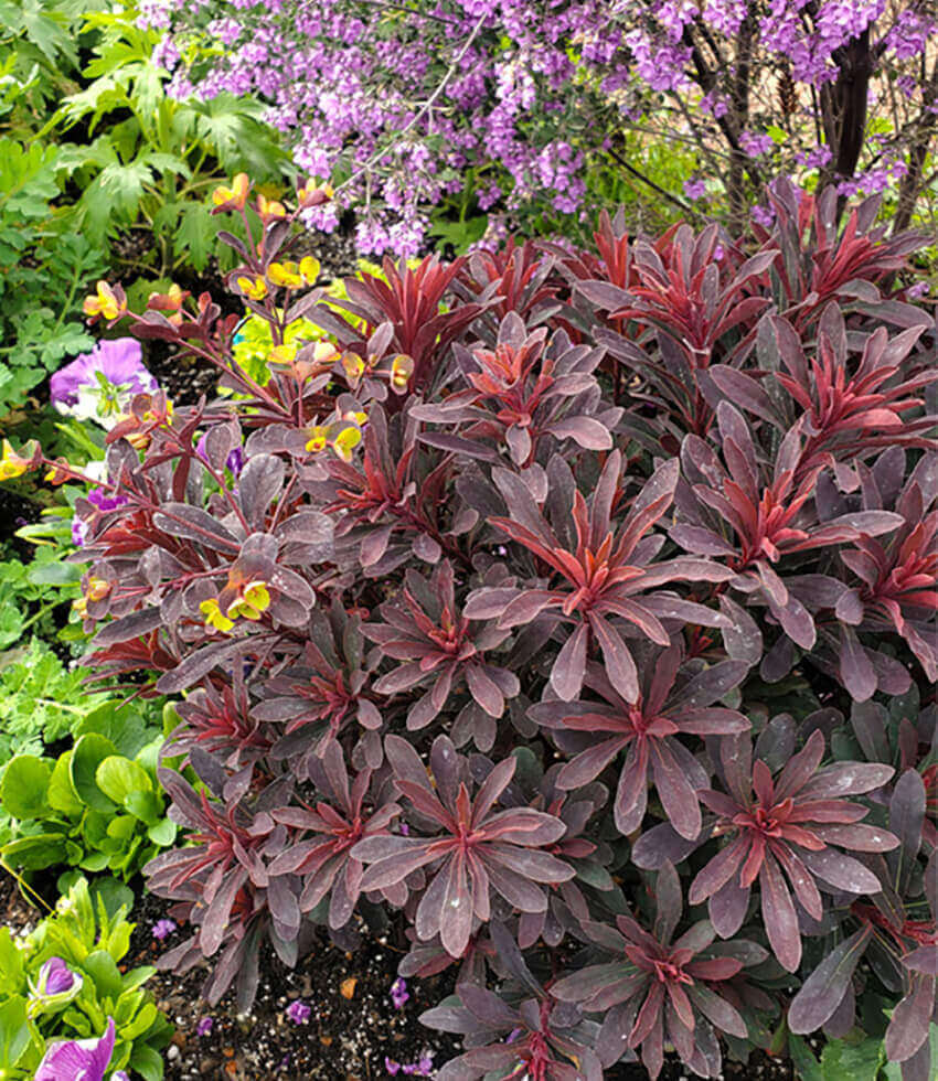 Euphorbia - Miner's Merlot Annie's Annuals Annie's Annuals and Perennials