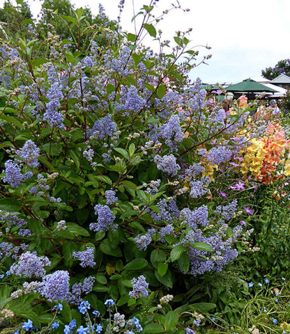 Ceanothus x delileanus - Gloire De Versailles Annie's Annuals Annie's Annuals and Perennials