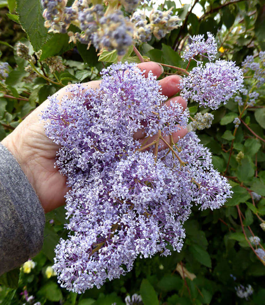 Ceanothus x delileanus - Gloire De Versailles Annie's Annuals Annie's Annuals and Perennials