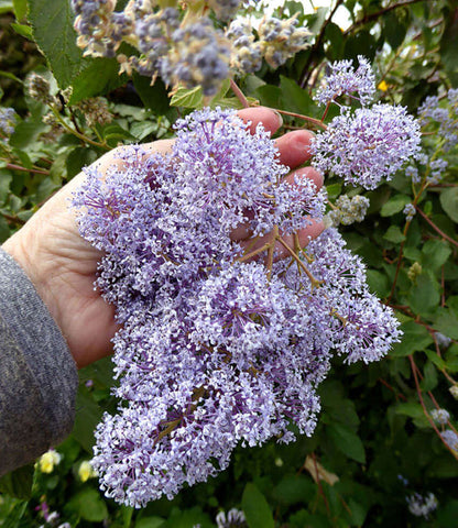 Ceanothus x delileanus - Gloire De Versailles Annie's Annuals Annie's Annuals and Perennials