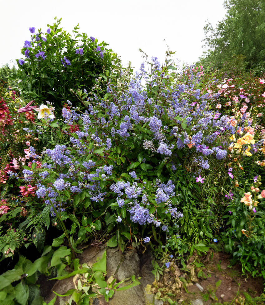 Ceanothus x delileanus - Gloire De Versailles Annie's Annuals Annie's Annuals and Perennials