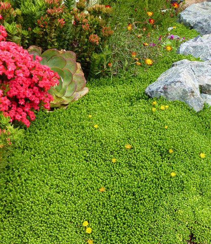 Delosperma nubigenum - Hardy Yellow Iceplant Annie's Annuals Annie's Annuals and Perennials