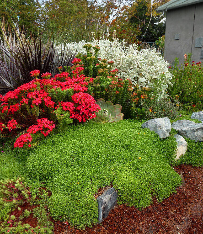 Delosperma nubigenum - Hardy Yellow Iceplant Annie's Annuals Annie's Annuals and Perennials