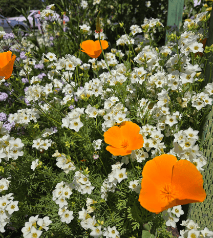 Gilia tricolor - Bird's Eyes Annie's Annuals Annie's Annuals and Perennials