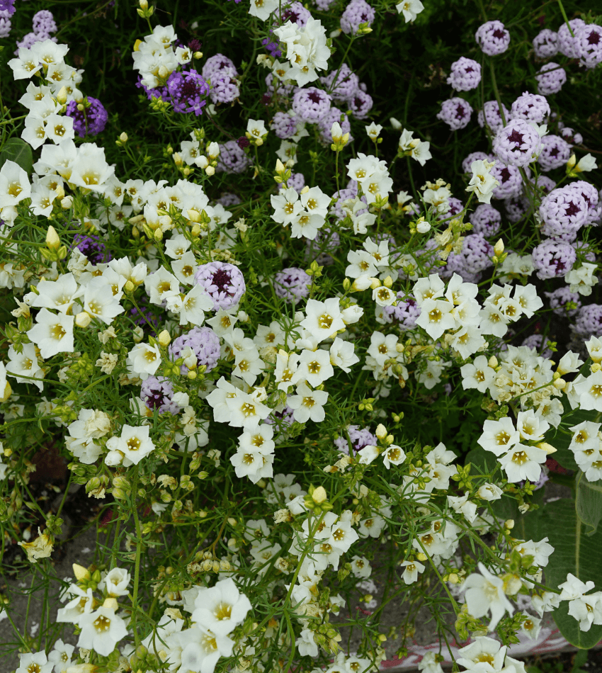 Gilia tricolor - Bird's Eyes Annie's Annuals Annie's Annuals and Perennials
