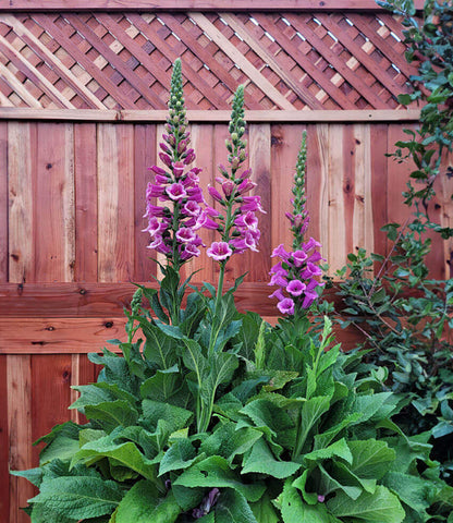 Digitalis hybrida - Candy Mountain Annie's Annuals Annie's Annuals and Perennials