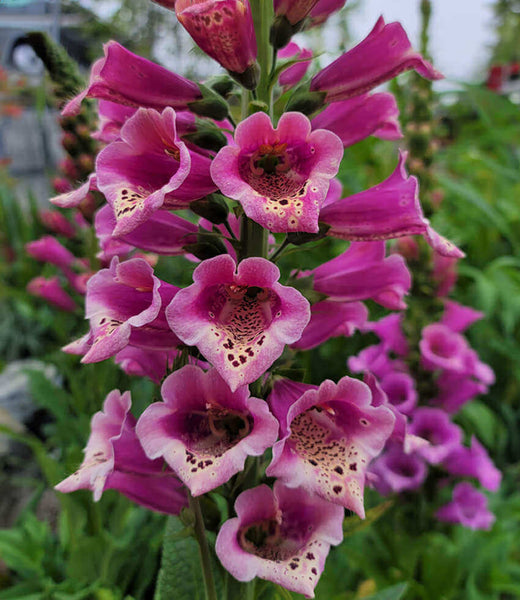 Digitalis hybrida 'Candy Mountain' | Pink Foxglove | Annie's