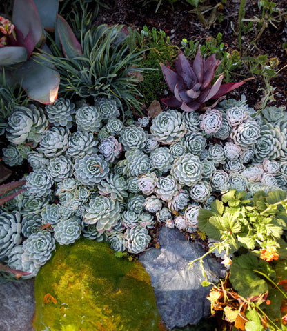 Echeveria elegans Annie's Annuals Annie's Annuals and Perennials