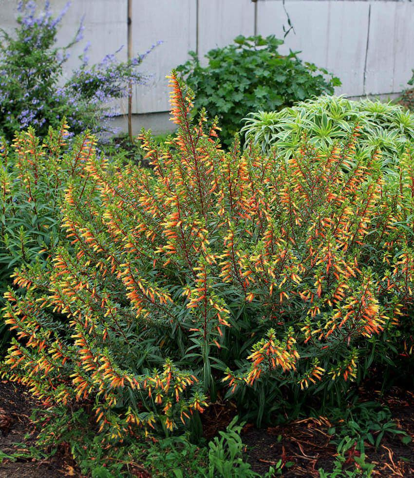 Cuphea micropetala Annie's Annuals Annie's Annuals and Perennials