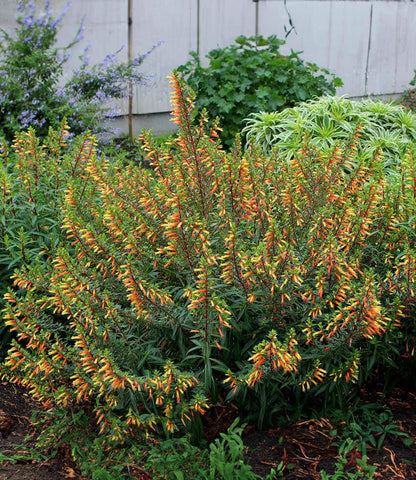 Cuphea micropetala Annie's Annuals Annie's Annuals and Perennials