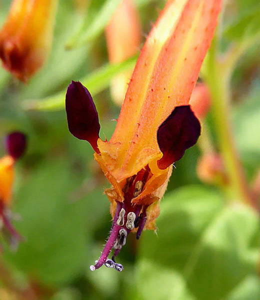 Cuphea 'Strybing Sunset' | Cigar Plant Flower | Annie's Annuals