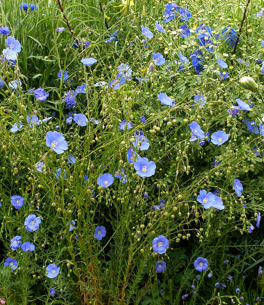Linum lewisii - Blue Flax Annie's Annuals Annie's Annuals and Perennials