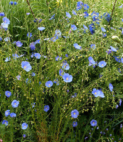 Linum lewisii - Blue Flax Annie's Annuals Annie's Annuals and Perennials
