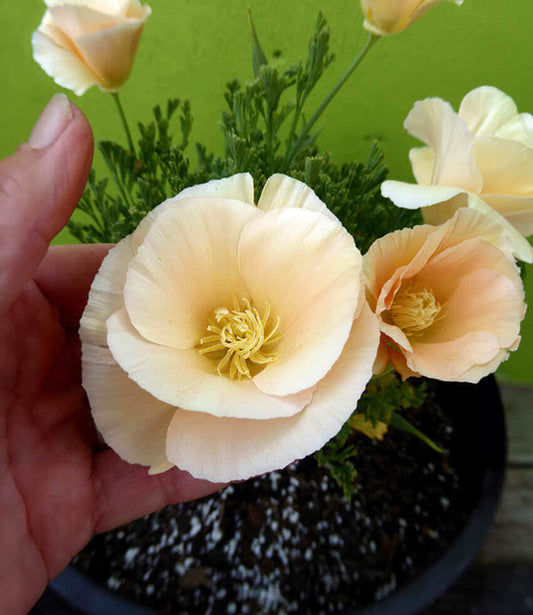 Eschscholzia californica - Champagne Annie's Annuals Annie's Annuals and Perennials