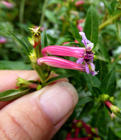 Cuphea hybrid - Starfire Pink (c. Ignea X C. Angustifolia) Annie's Annuals Annie's Annuals and Perennials