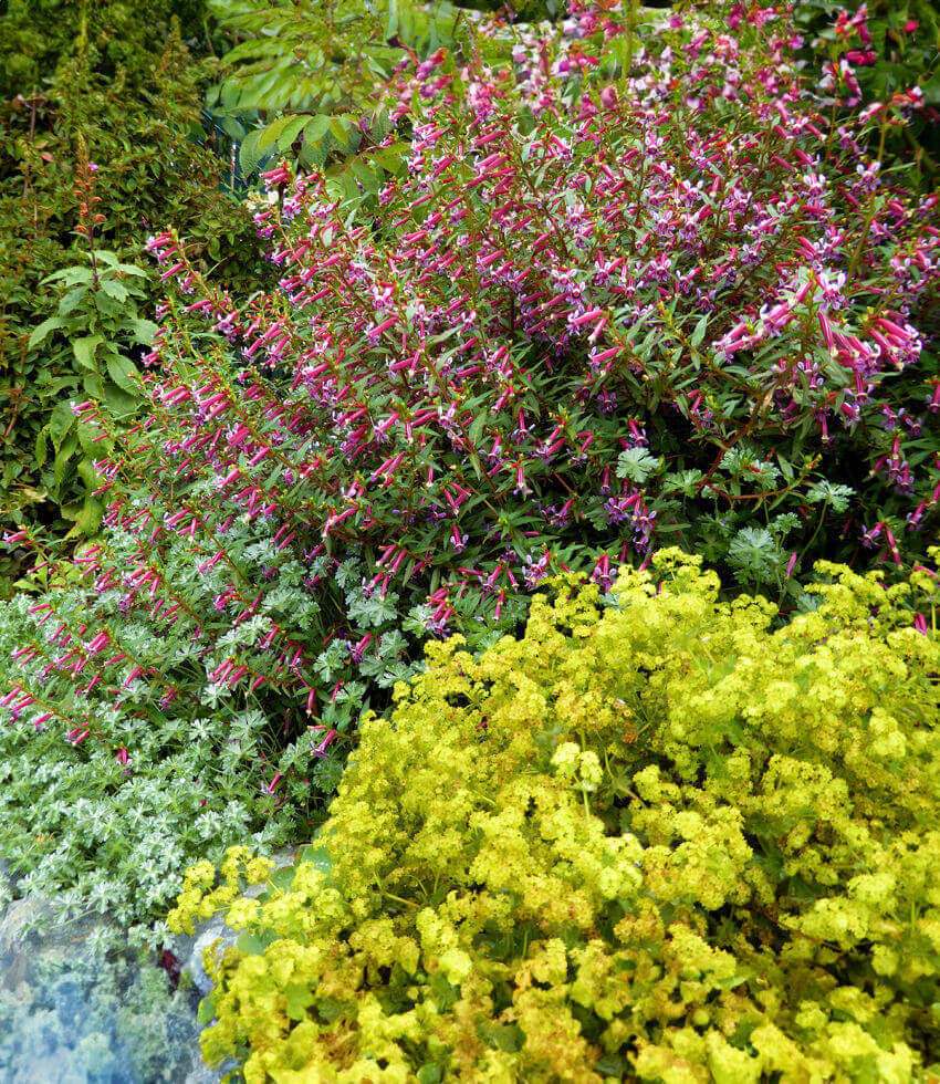 Cuphea hybrid - Starfire Pink (c. Ignea X C. Angustifolia) Annie's Annuals Annie's Annuals and Perennials