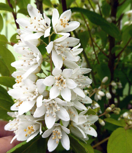 Deutzia scabra