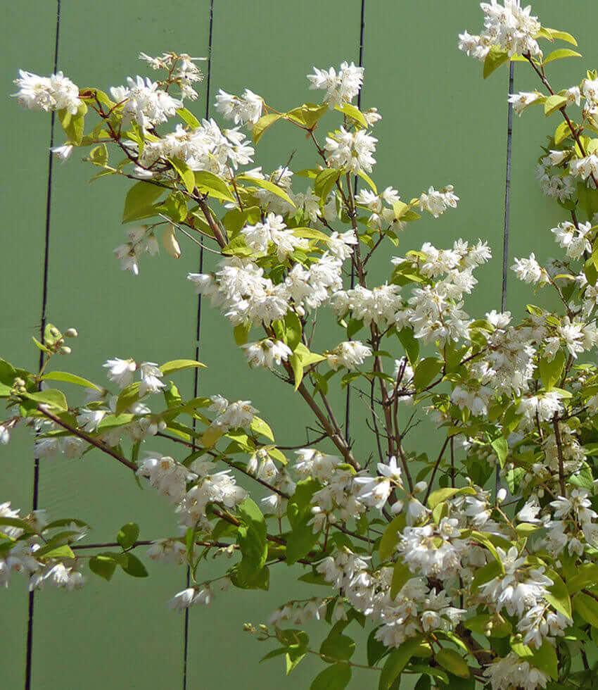 Deutzia scabra Annie's Annuals Annie's Annuals and Perennials