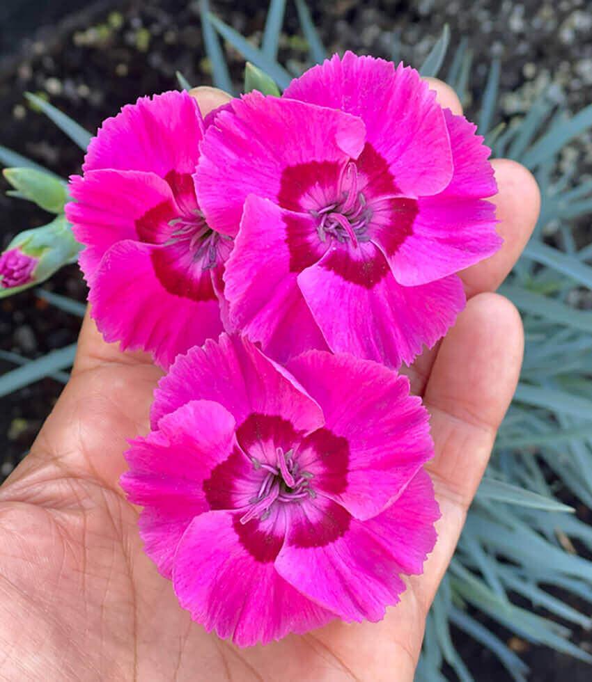 Dianthus 'Bumbleberry Pie' | Fragrant Pink Dianthus | Annie's Annuals ...