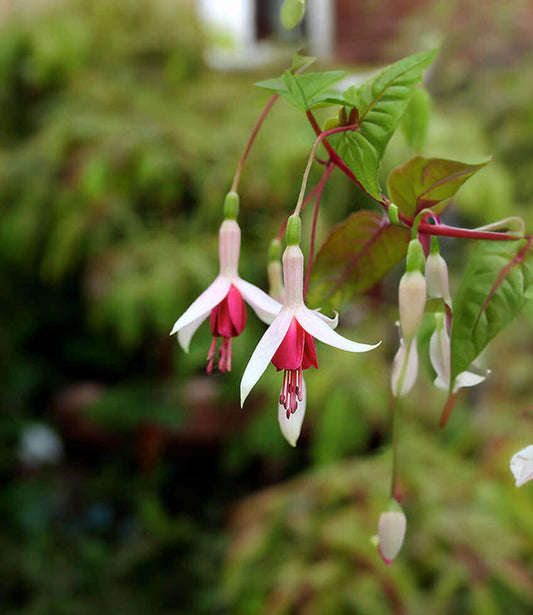 Fuchsia - Galfrey Lye Annie's Annuals Annie's Annuals and Perennials