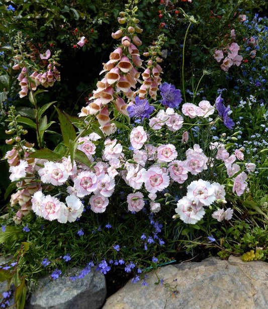 Dianthus - Georgia Peach Pie Annie's Annuals Annie's Annuals and Perennials