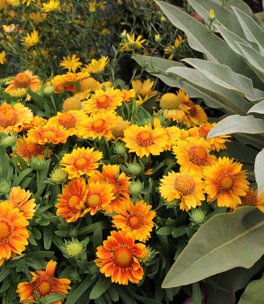 Gaillardia x grandiflora - Mesa Peach Annie's Annuals Annie's Annuals and Perennials
