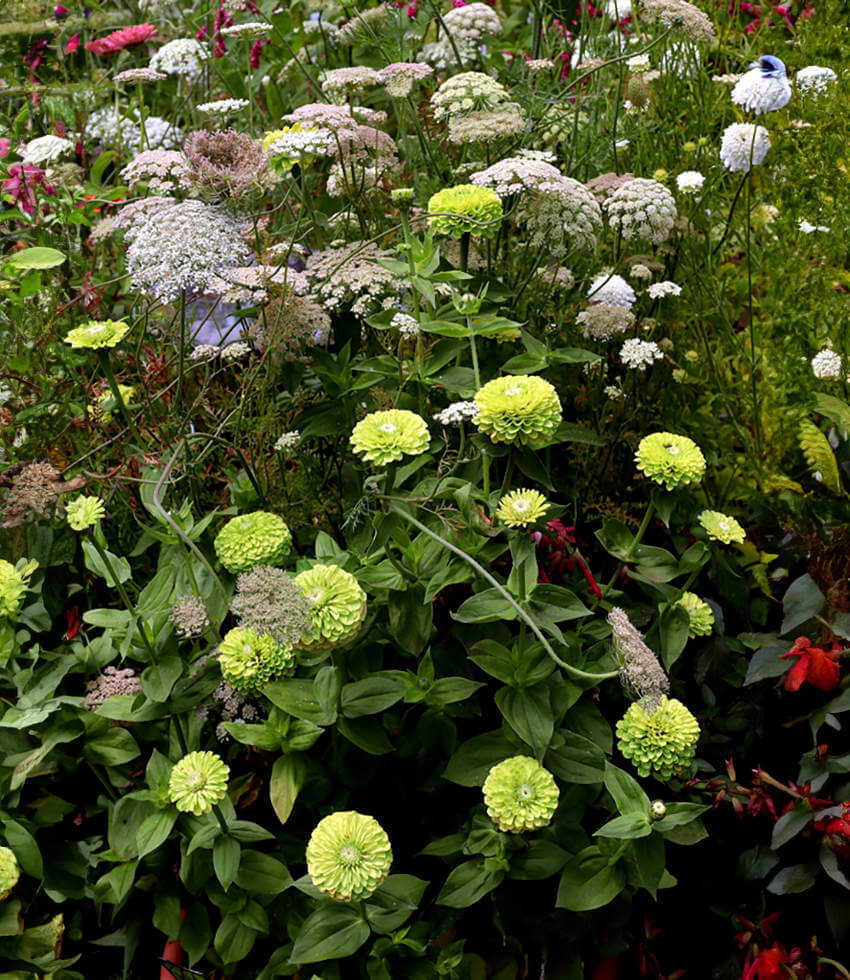 Zinnia Elegans - Benarys Giant Lime Annie's Annuals Annie's Annuals and Perennials