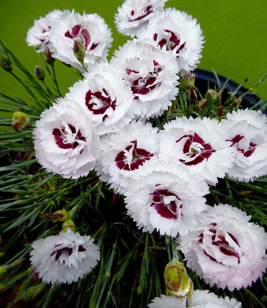 Dianthus - Scent First Coconut Surprise Annie's Annuals Annie's Annuals and Perennials