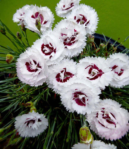 Dianthus - Scent First Coconut Surprise Annie's Annuals Annie's Annuals and Perennials