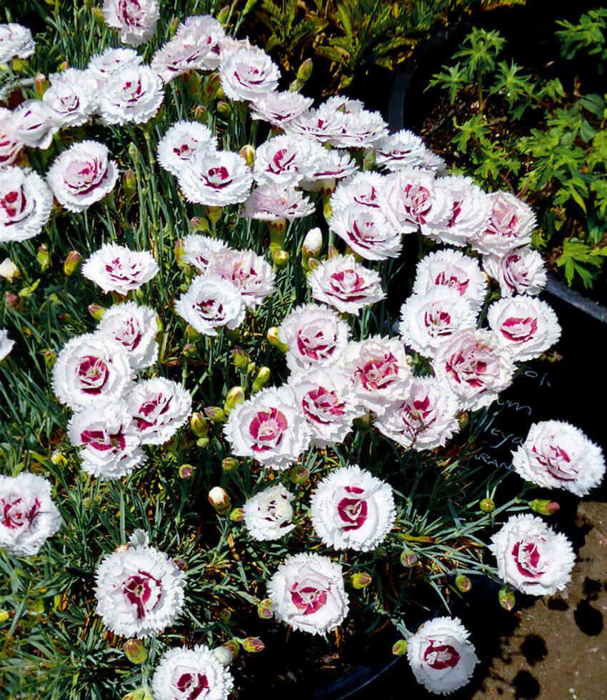 Dianthus - Scent First Coconut Surprise Annie's Annuals Annie's Annuals and Perennials