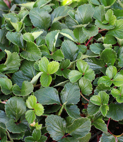 Fragaria chiloensis - Carole Ann Annie's Annuals Annie's Annuals and Perennials