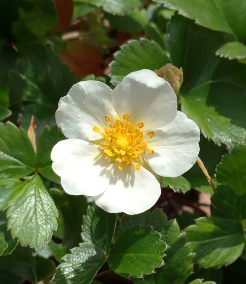 Fragaria chiloensis - Carole Ann Annie's Annuals Annie's Annuals and Perennials